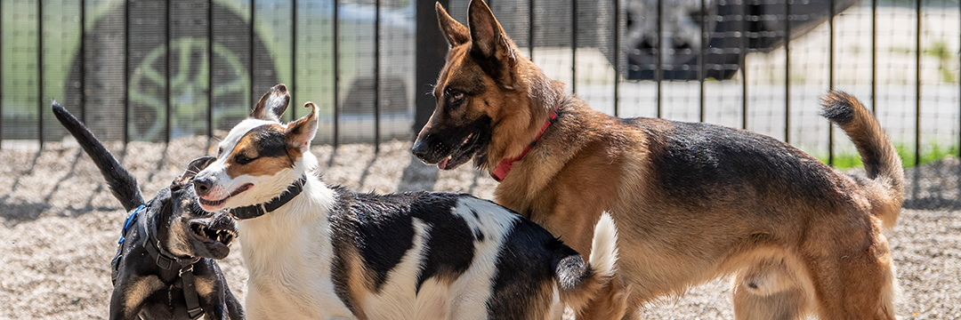 aggressive dogs, attack